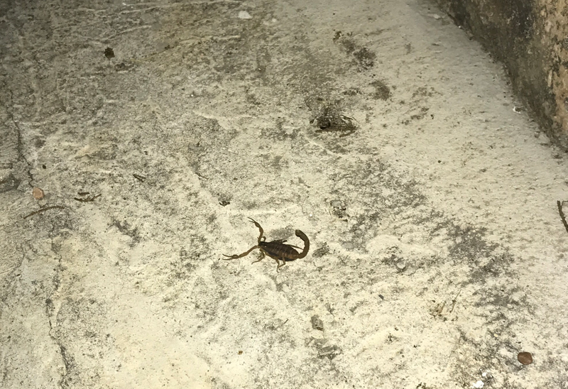 Illustration for article titled A Scorpion, Gecko, and Praying Mantis Are Having A Turf War On The Side Of My House